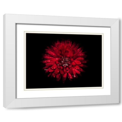 Backyard Flowers Red 45 White Modern Wood Framed Art Print with Double Matting by Carson, Brian
