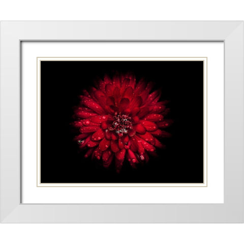 Backyard Flowers Red 45 White Modern Wood Framed Art Print with Double Matting by Carson, Brian