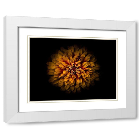 Backyard Flowers Gold 68 White Modern Wood Framed Art Print with Double Matting by Carson, Brian