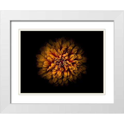 Backyard Flowers Gold 68 White Modern Wood Framed Art Print with Double Matting by Carson, Brian