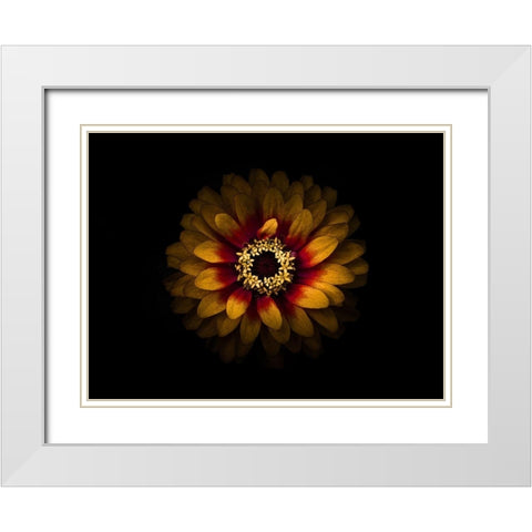 Backyard Flowers Gold 69 White Modern Wood Framed Art Print with Double Matting by Carson, Brian