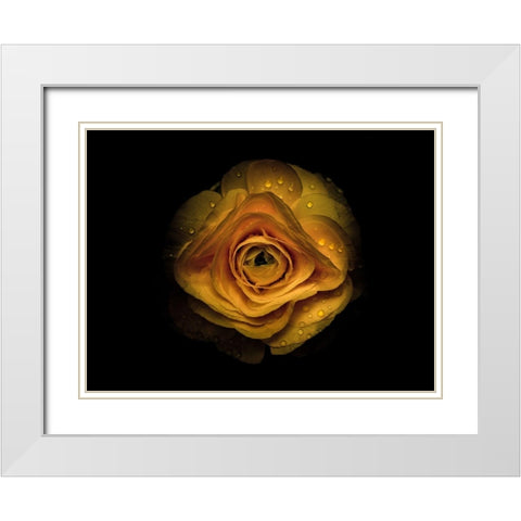 Backyard Flowers Gold 74 White Modern Wood Framed Art Print with Double Matting by Carson, Brian