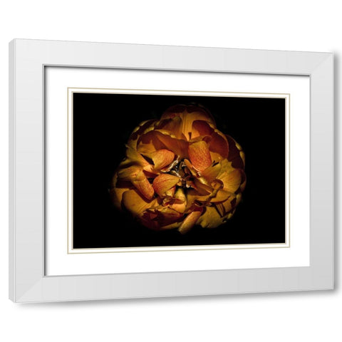Backyard Flowers Gold 80 White Modern Wood Framed Art Print with Double Matting by Carson, Brian