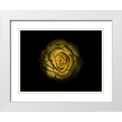 Backyard Flowers Yellow 85 White Modern Wood Framed Art Print with Double Matting by Carson, Brian