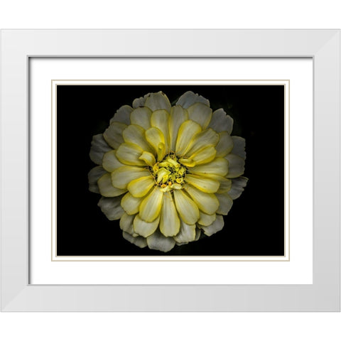 Backyard Flowers Yellow 86 White Modern Wood Framed Art Print with Double Matting by Carson, Brian