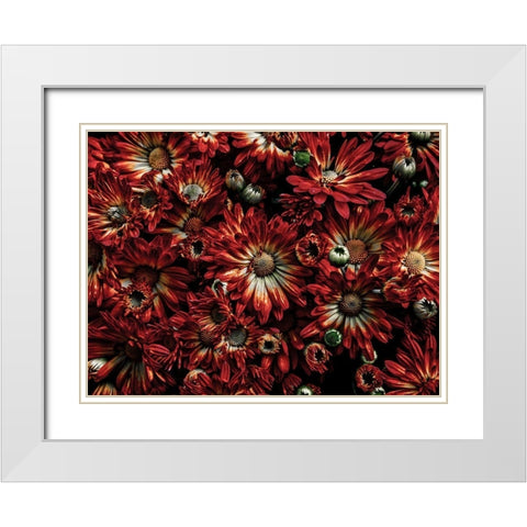 Backyard Flowers Red 88 White Modern Wood Framed Art Print with Double Matting by Carson, Brian