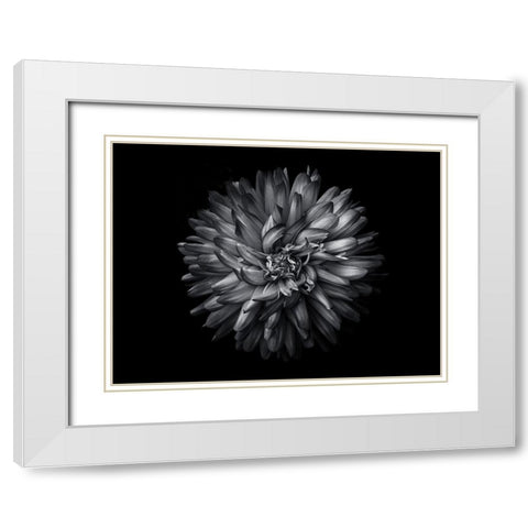 Backyard Flowers Black and White 20 White Modern Wood Framed Art Print with Double Matting by Carson, Brian