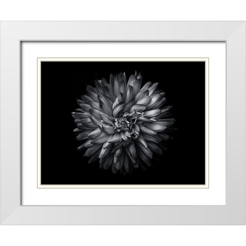 Backyard Flowers Black and White 20 White Modern Wood Framed Art Print with Double Matting by Carson, Brian