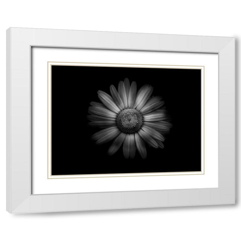 Backyard Flowers Black and White 31 White Modern Wood Framed Art Print with Double Matting by Carson, Brian