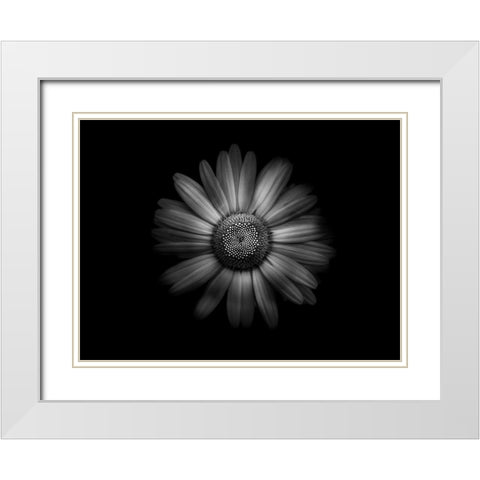 Backyard Flowers Black and White 31 White Modern Wood Framed Art Print with Double Matting by Carson, Brian