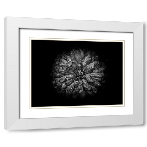 Backyard Flowers Black and White 44 White Modern Wood Framed Art Print with Double Matting by Carson, Brian