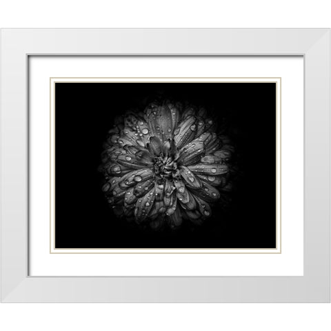 Backyard Flowers Black and White 44 White Modern Wood Framed Art Print with Double Matting by Carson, Brian
