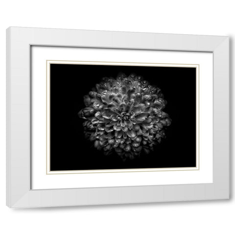 Backyard Flowers Black and White 46 White Modern Wood Framed Art Print with Double Matting by Carson, Brian
