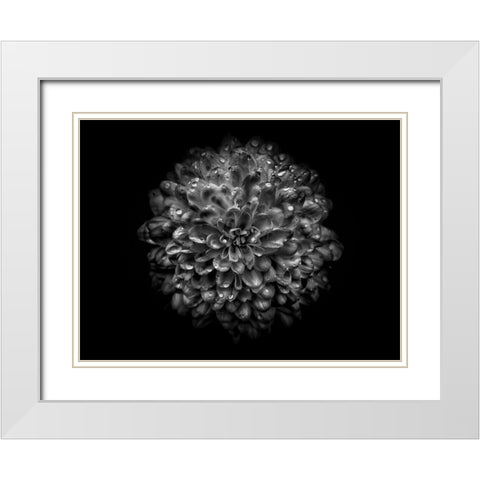 Backyard Flowers Black and White 46 White Modern Wood Framed Art Print with Double Matting by Carson, Brian