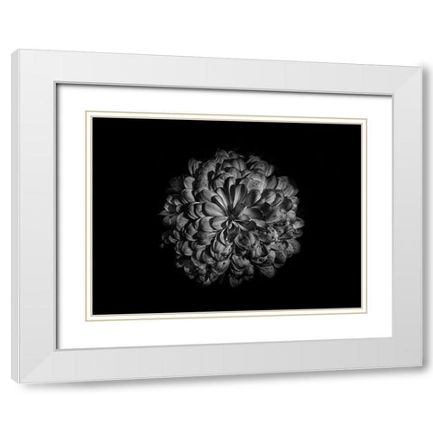 Backyard Flowers Black and White 48 White Modern Wood Framed Art Print with Double Matting by Carson, Brian