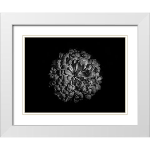 Backyard Flowers Black and White 48 White Modern Wood Framed Art Print with Double Matting by Carson, Brian