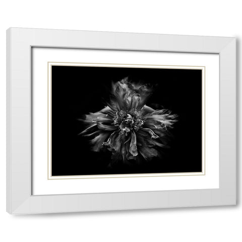Backyard Flowers Black and White 49 White Modern Wood Framed Art Print with Double Matting by Carson, Brian
