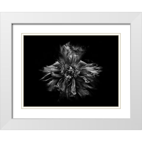 Backyard Flowers Black and White 49 White Modern Wood Framed Art Print with Double Matting by Carson, Brian