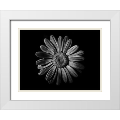 Backyard Flowers Black and White 52 White Modern Wood Framed Art Print with Double Matting by Carson, Brian