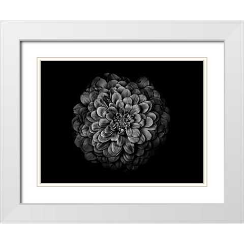 Backyard Flowers Black and White 54 White Modern Wood Framed Art Print with Double Matting by Carson, Brian
