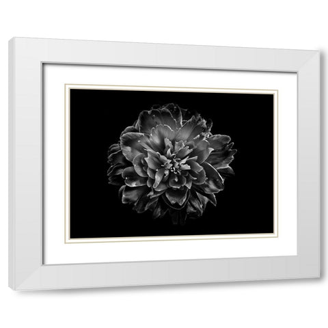 Backyard Flowers Black and White 55 White Modern Wood Framed Art Print with Double Matting by Carson, Brian