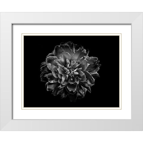Backyard Flowers Black and White 55 White Modern Wood Framed Art Print with Double Matting by Carson, Brian