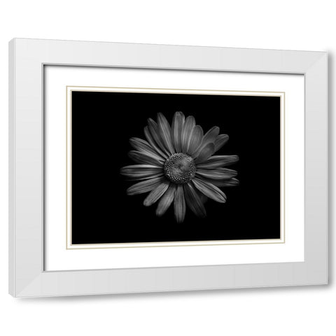 Backyard Flowers Black and White 60 White Modern Wood Framed Art Print with Double Matting by Carson, Brian