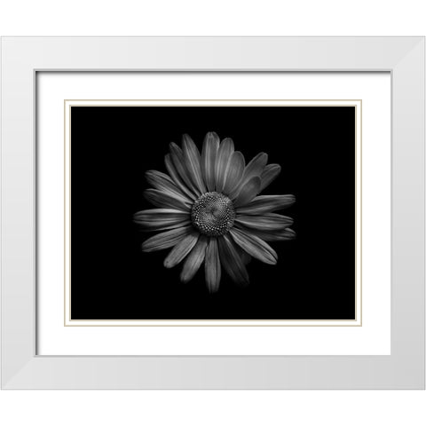Backyard Flowers Black and White 60 White Modern Wood Framed Art Print with Double Matting by Carson, Brian