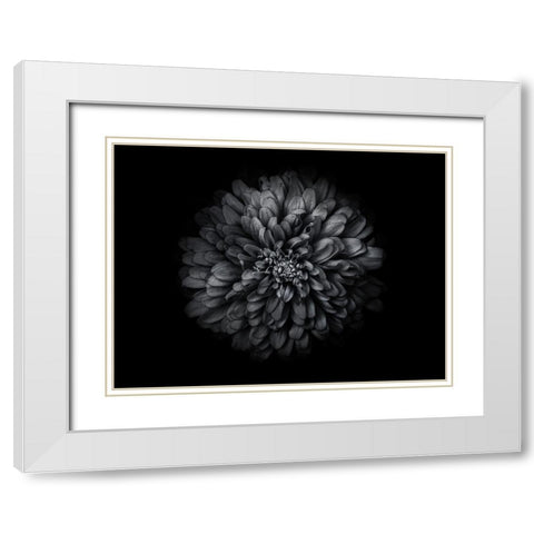Backyard Flowers Black and White 68 White Modern Wood Framed Art Print with Double Matting by Carson, Brian