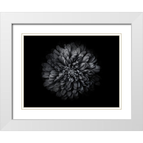 Backyard Flowers Black and White 68 White Modern Wood Framed Art Print with Double Matting by Carson, Brian