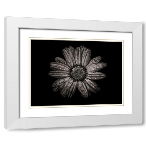 Backyard Flowers Black and White 78 White Modern Wood Framed Art Print with Double Matting by Carson, Brian