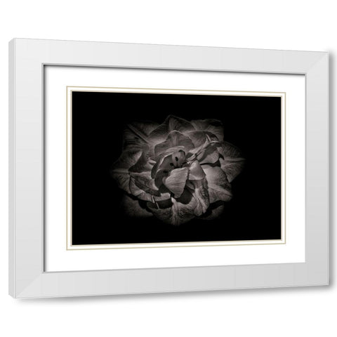 Backyard Flowers Black and White 81 White Modern Wood Framed Art Print with Double Matting by Carson, Brian