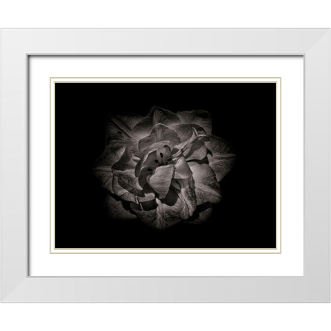 Backyard Flowers Black and White 81 White Modern Wood Framed Art Print with Double Matting by Carson, Brian