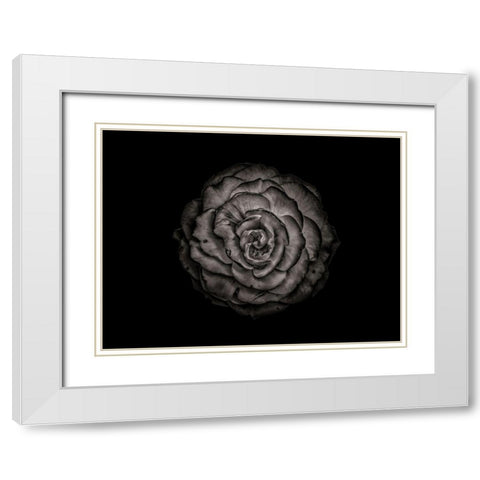 Backyard Flowers Black and White 85 White Modern Wood Framed Art Print with Double Matting by Carson, Brian