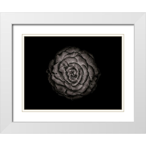 Backyard Flowers Black and White 85 White Modern Wood Framed Art Print with Double Matting by Carson, Brian