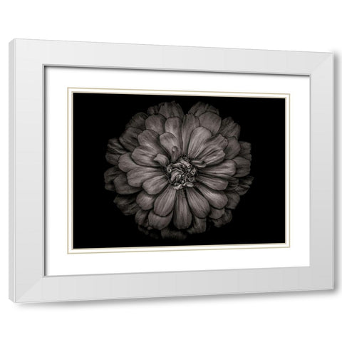 Backyard Flowers Black and White 86 White Modern Wood Framed Art Print with Double Matting by Carson, Brian
