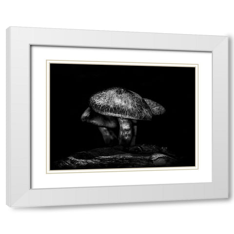 Toadstools on a Toronto Trail No 1 White Modern Wood Framed Art Print with Double Matting by Carson, Brian