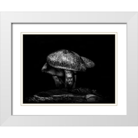 Toadstools on a Toronto Trail No 1 White Modern Wood Framed Art Print with Double Matting by Carson, Brian