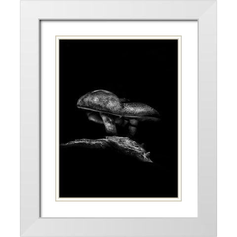 Toadstools on a Toronto Trail No 4 White Modern Wood Framed Art Print with Double Matting by Carson, Brian