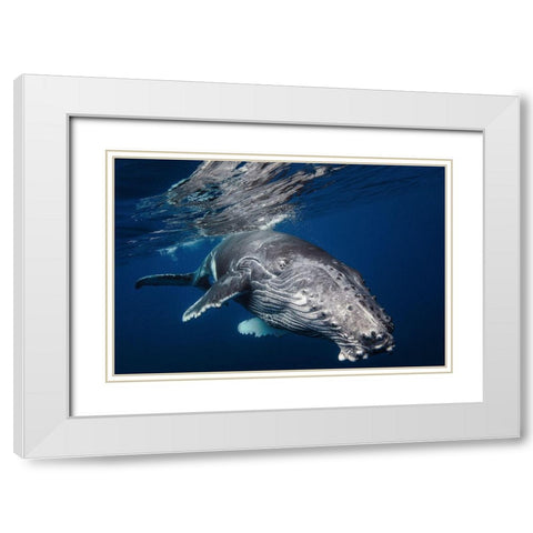 Humpback Whale White Modern Wood Framed Art Print with Double Matting by Gabriel, Barathieu