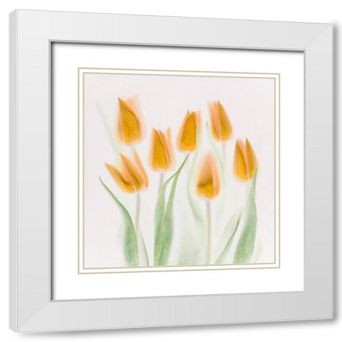 Golden Tulips White Modern Wood Framed Art Print with Double Matting by Haslam, Brian