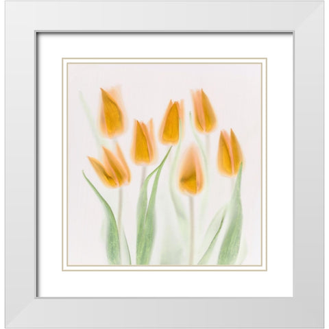 Golden Tulips White Modern Wood Framed Art Print with Double Matting by Haslam, Brian