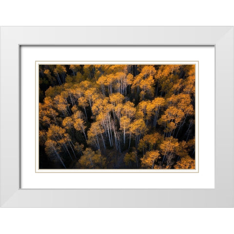 Aspen in Autumn White Modern Wood Framed Art Print with Double Matting by Xu, Mei
