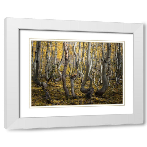 Crooked Aspen White Modern Wood Framed Art Print with Double Matting by Li, Alex