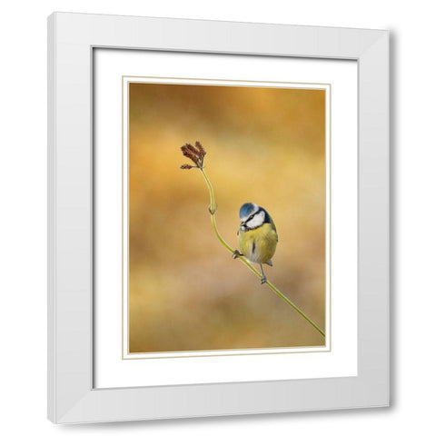 Blue Tit winter light White Modern Wood Framed Art Print with Double Matting by O Mahony, Kieran