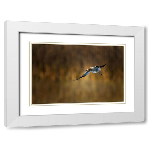 American Avocet White Modern Wood Framed Art Print with Double Matting by Chang, Phillip