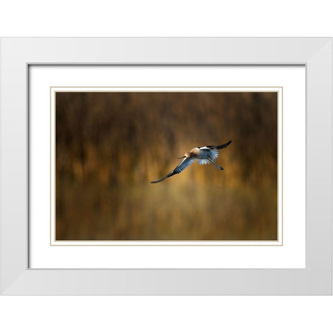 American Avocet White Modern Wood Framed Art Print with Double Matting by Chang, Phillip