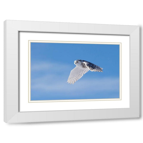 Snowy Owl White Modern Wood Framed Art Print with Double Matting by Chang, Phillip