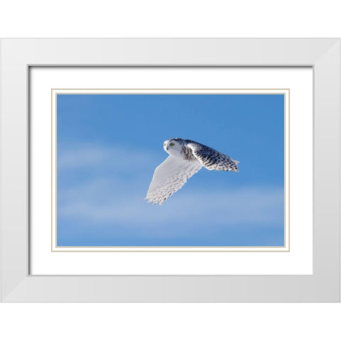 Snowy Owl White Modern Wood Framed Art Print with Double Matting by Chang, Phillip