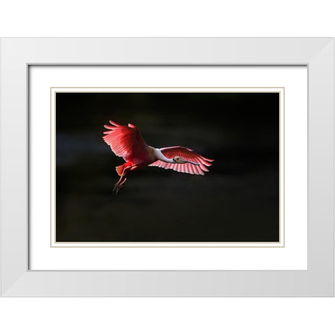 Fying home White Modern Wood Framed Art Print with Double Matting by Chang, Phillip